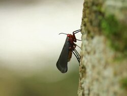 Fulgorid bug Stock Footage