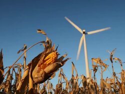 Corn Cob Ready for Harvest with Wind Turbine in Background Stock Footage