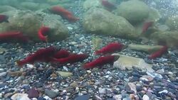 Kokanee Salmon Run (4k) Stock Footage