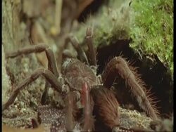 CU Tracking left, Tarantula moving across leaf litter, 2nd tarantula arrives, South America Stock Footage