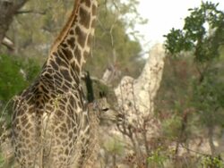 MS TU Shot of giraffe herd gathering and walking / Okavango Delta, North-West District, Botswana Stock Footage