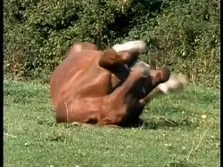 MS Horse rolling on grass, stands and shakes, UK Stock Footage