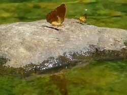 Butterfly and stream Stock Footage