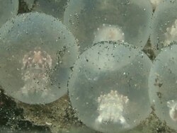 Cuttlefish Eggs Stock Footage