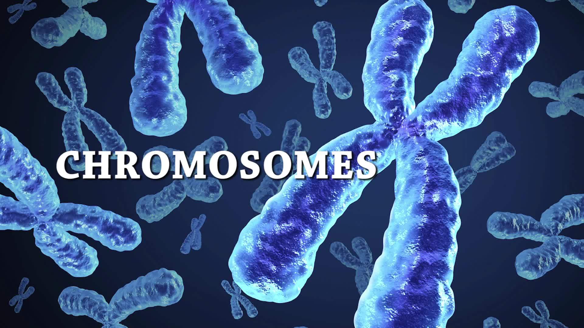 Science Kids: All About Genetics | Science