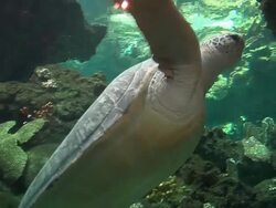 Turtle Stock Footage