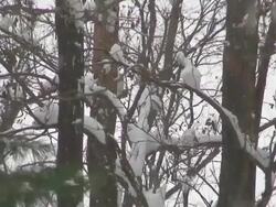 Snow in the Woods Stock Footage