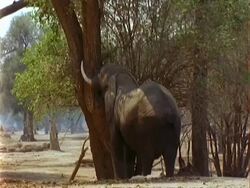 African Elephant (Loxodonta africana), MS pushes tree with trunk, acacia pods fall to ground Stock Footage
