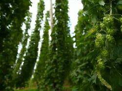 HD Hop Garden Tracking Shot Stock Footage