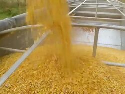 MS SLO MO Corn filling truck container / Chelsea, Michigan Stock Footage
