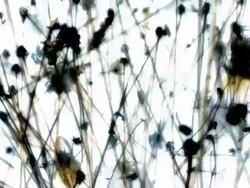DEAD FLOWERS : multiple flow, saturated color (LOOP) Stock Footage