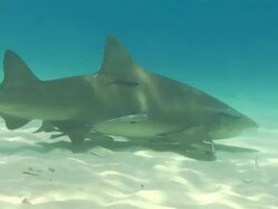 Lemon shark, Negaprion brevirostris, swim, sandy seabed, Bahamas  Stock Footage