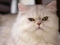 Hiding Cat Stock Footage