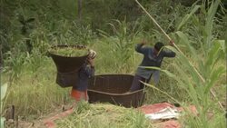 A farmer dumps rice plants into a large basket where a man harvests the plants by stomping on them. Stock Footage