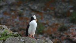 Horned Puffin in breeding plumage, Alaska Maritime National Wildlife Refuge near Lake Clark National Park, Alaska  (Fratercula corniculata) Stock Footage