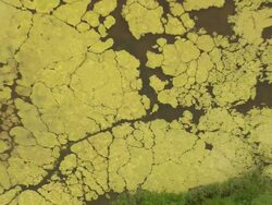 CU AERIAL ZO Shot of Kopchensee / Germany Stock Footage