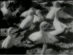 MOVIETONE VISITS BIRD SANCTUARY News Clip