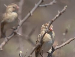 MS Hawk standing amognst branches preening  / Central Kalahari Game Reserve, Botswana Stock Footage