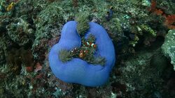 Look down clownfish hiding in the sea apple underwater Stock Footage