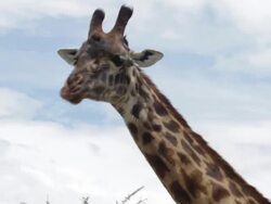 CU Maasai Giraffes  (Giraffa camelopardalis tippelskirchi) eating Acacia treetop Stock Footage