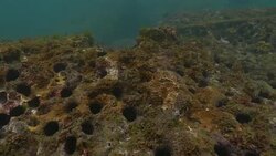 Sea Urchins Stock Footage