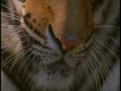 BCU Royal Bengal tiger, Panthera tigris tigris, nose twitching, Bandhavgarh National Park, India Stock Footage