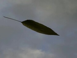 Leaf drop to Planet earth Stock Footage