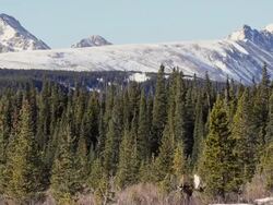 WS Shot of large bull moose grazing and rubbing antlers on tree in front of snow capped peaks / WARD, COLORADO, United States Stock Footage