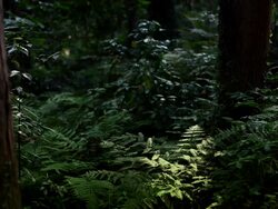Lush Foliage in Deep Forest Stock Footage