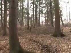 HD STEADYCAM: A walk in the forest Stock Footage
