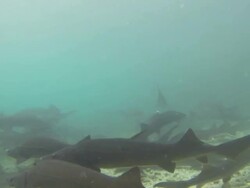 under water clip of Acipenser baerii , also known as Siberian Sturgeon swimming in fish farm,2K,2KMSTR Stock Footage