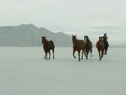 Horses running with cowboys riding across salt flats. Stock Footage