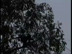 CU Liontail macaque, Macaca silenus, silhouetted macaques jumping from tree to tree, Western Ghats, India Stock Footage