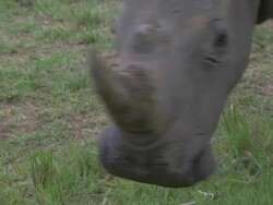 CU Shot of rhinoceros grazing / South Africa Stock Footage