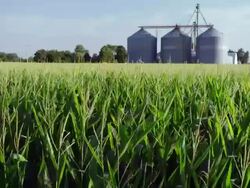 Wide angle large field of corn with tassels waving in breeze and grain storage bins in background Stock Footage