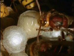 BCU Nurse-Hornet (Vespa crabro) feeding larva, larva building silk cocoon, England Stock Footage