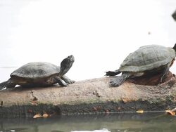 Two turtles on logs in the water. Stock Footage