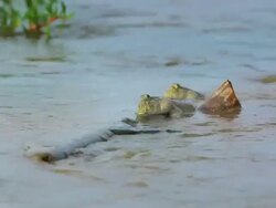 Mudskipper on wood Stock Footage