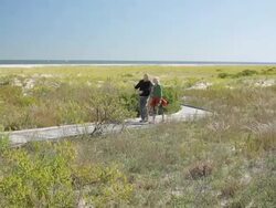 WS TU PAN Mature couple hiking and walking through beach path / Clinton, New Jersey, USA Stock Footage