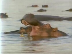 MS Hippopotamus yawning, then submerging, Africa Stock Footage