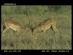 MCU Impala (Aepyceros melampus) stags x2 fighting, during rut Stock Footage