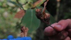 Tiny insect invades and damages chestnut forests Instructional Video