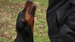 dog guard Stock Footage