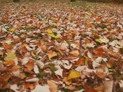 Autumn leaves Stock Footage