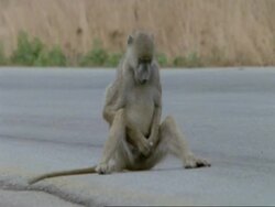 Baboon playing with himself, MS, Tanzania Stock Footage