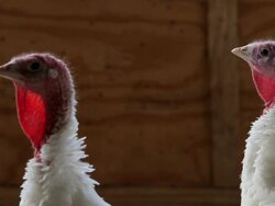 Turkeys Raised On California Farm Stock Footage