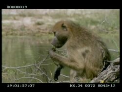MCU Baboon (Papio cyanocephalus) eating plants from waters edge, startled and runs off Stock Footage