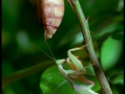CU Male Praying Mantis (Sphodromantis lineata) pursuing female during courtship Stock Footage