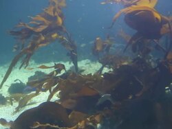 Alseund, the aquarium, water plants Stock Footage