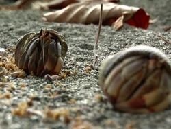 Hermit  crab Stock Footage